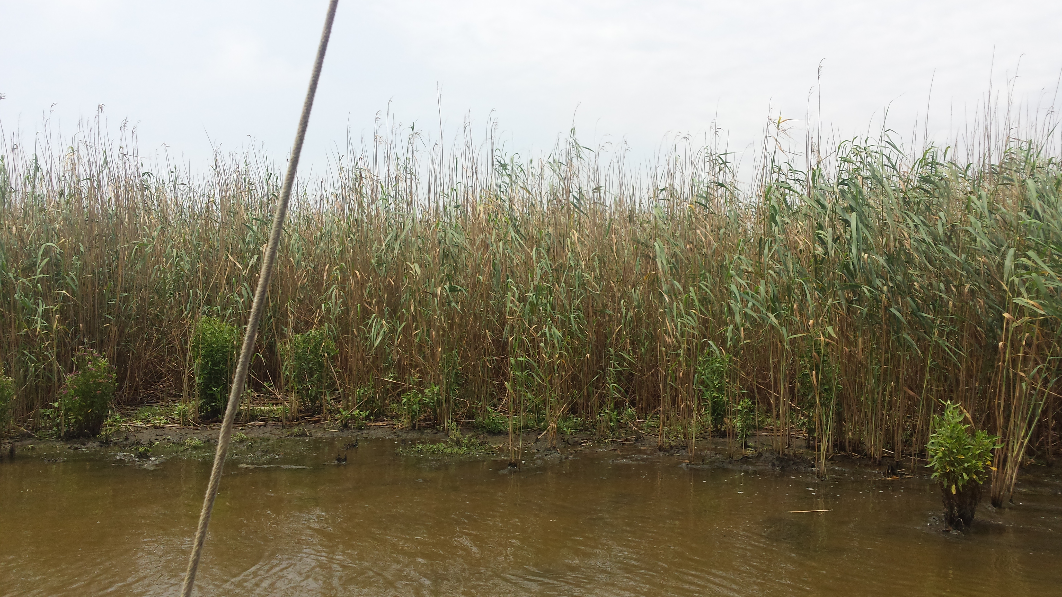 Federal funding bill supports Roseau cane research